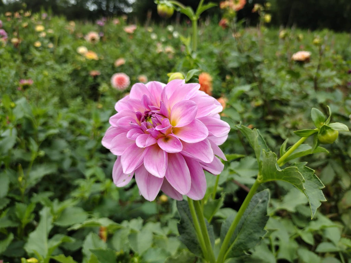 CMF Blushing Belle