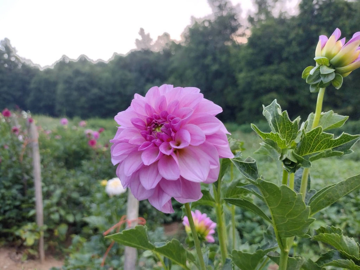 CMF Blushing Belle