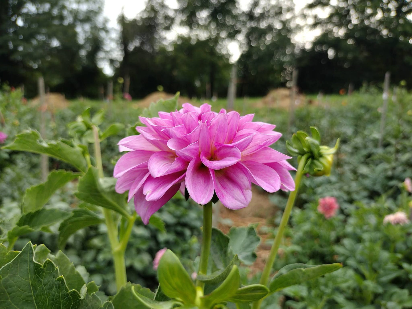 CMF Blushing Belle