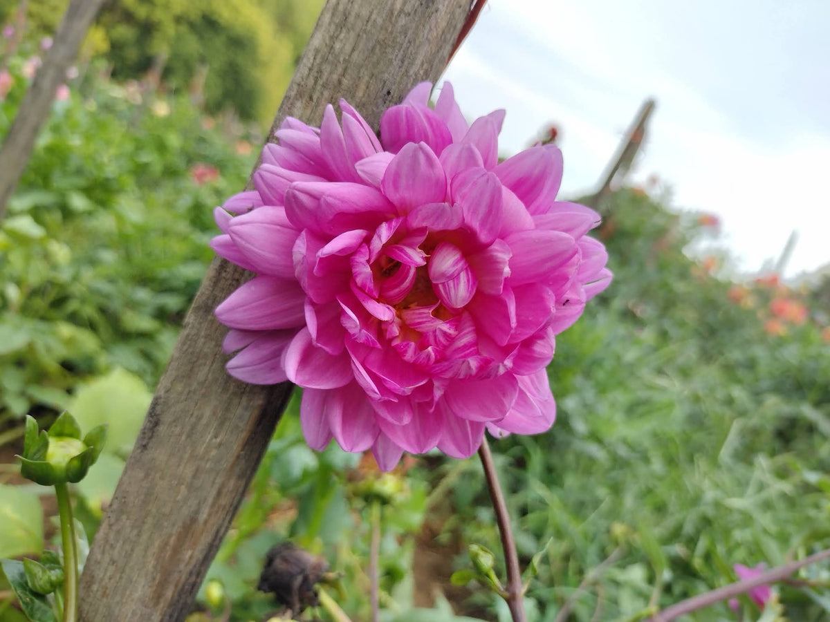 Sandia Lillian (limited stock)