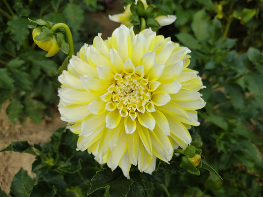 Hollyhill Lemon Ice