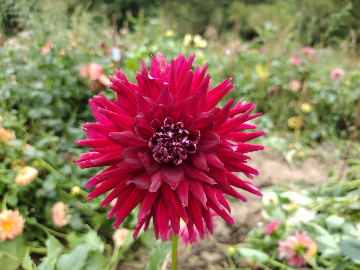 Bloomquist Quill (limited stock)