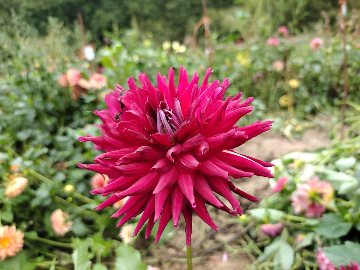 Bloomquist Quill (limited stock)