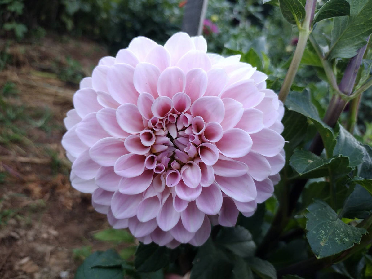 Elizabeth Anne (limited stock)