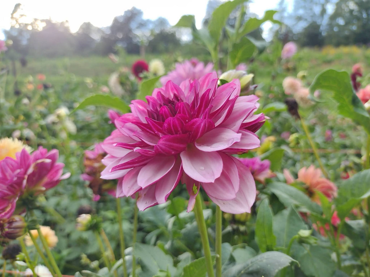 Creme De Cassis
