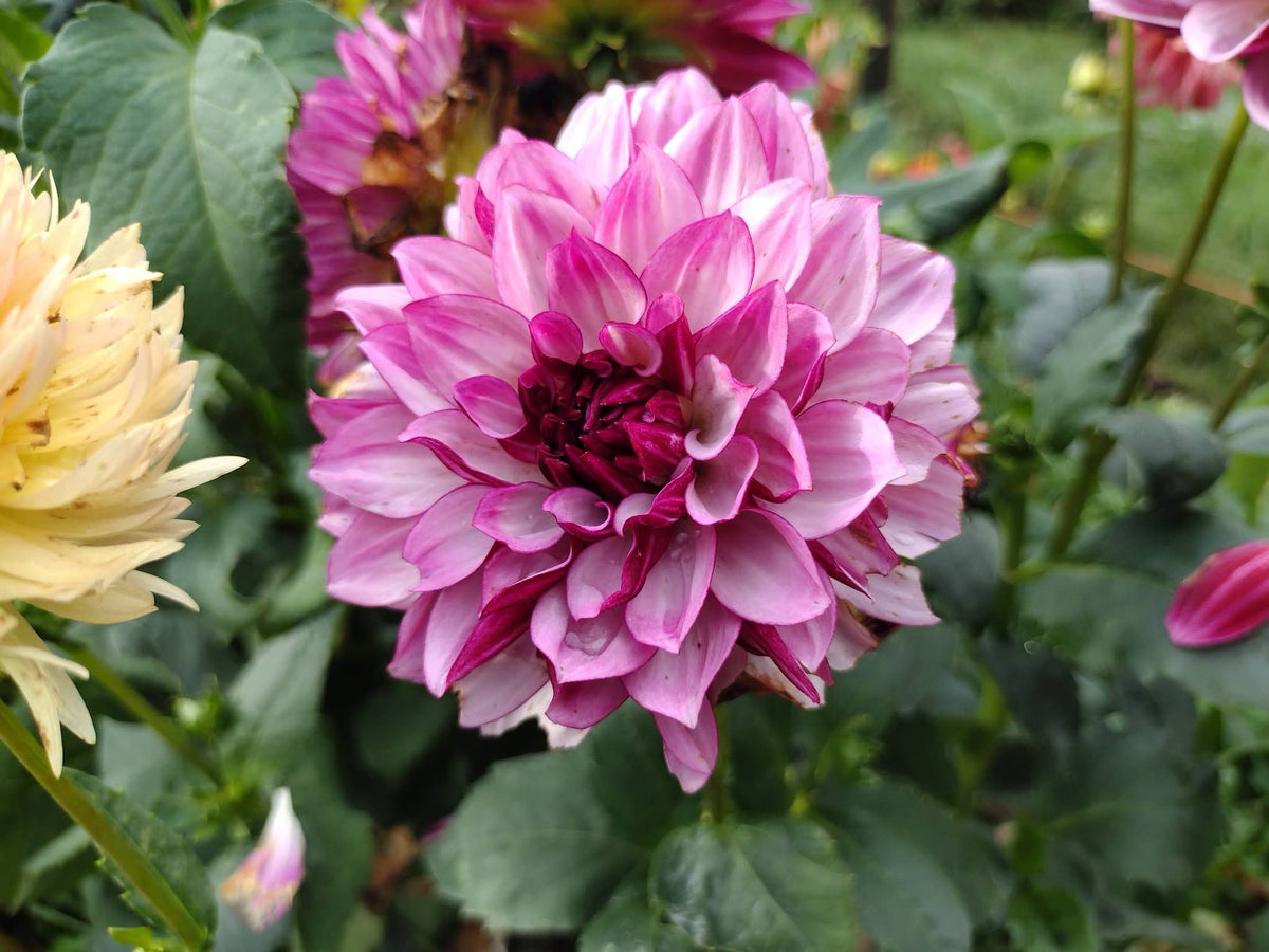 Creme De Cassis