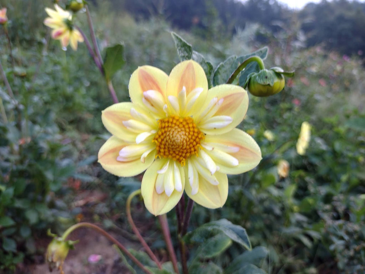 Kelsey Sunshine (limited stock)