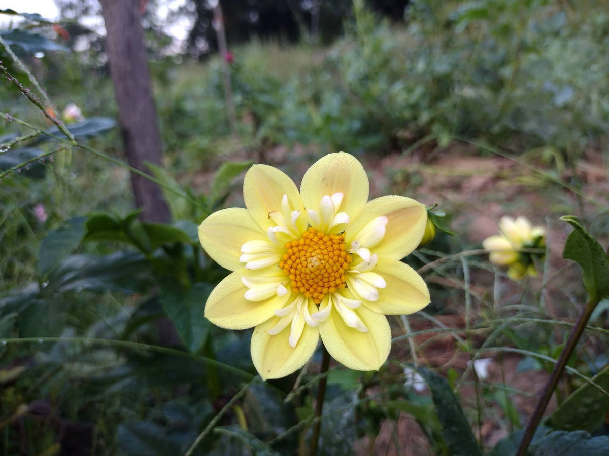 Kelsey Sunshine (limited stock)