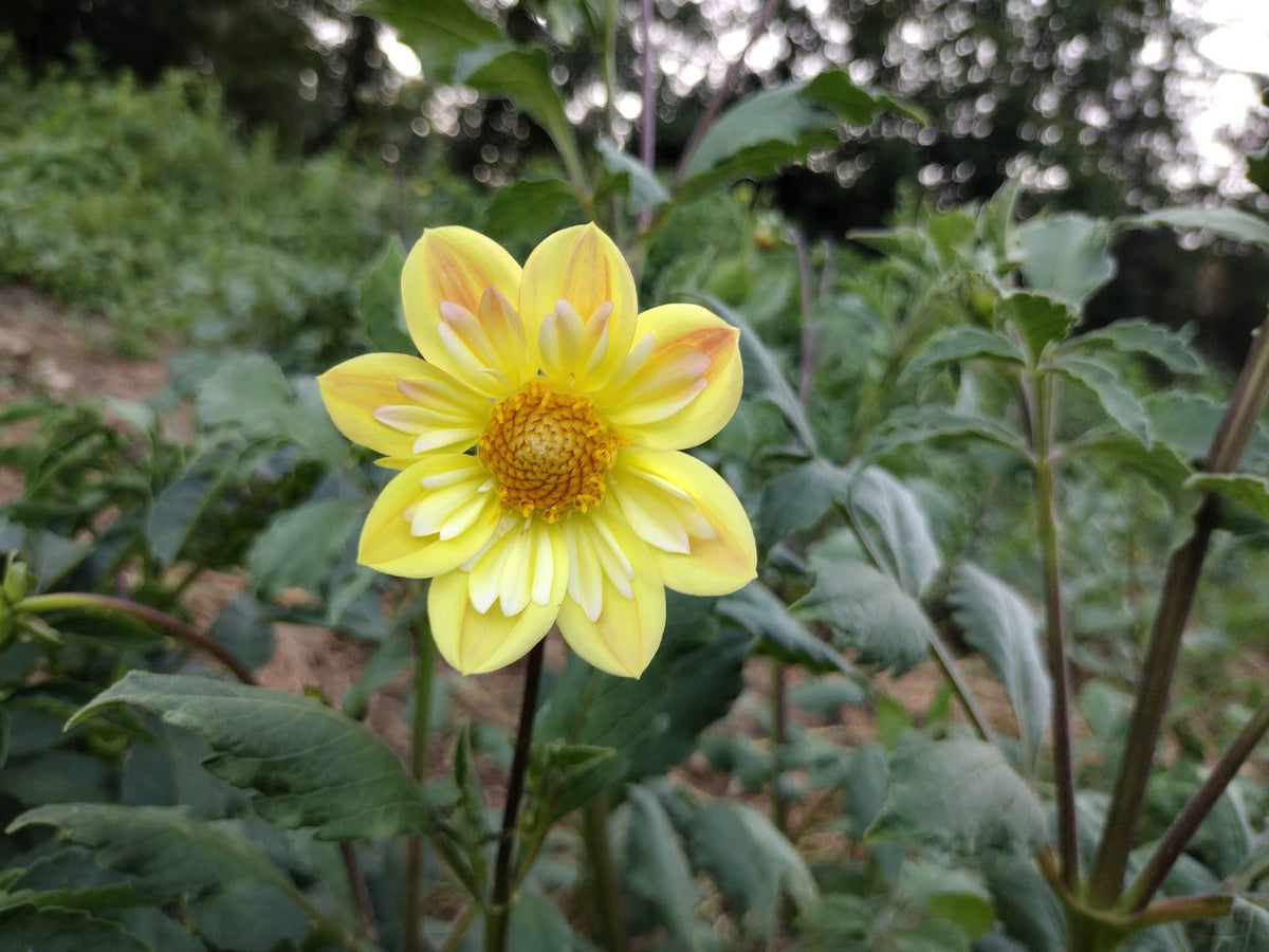 Kelsey Sunshine (limited stock)