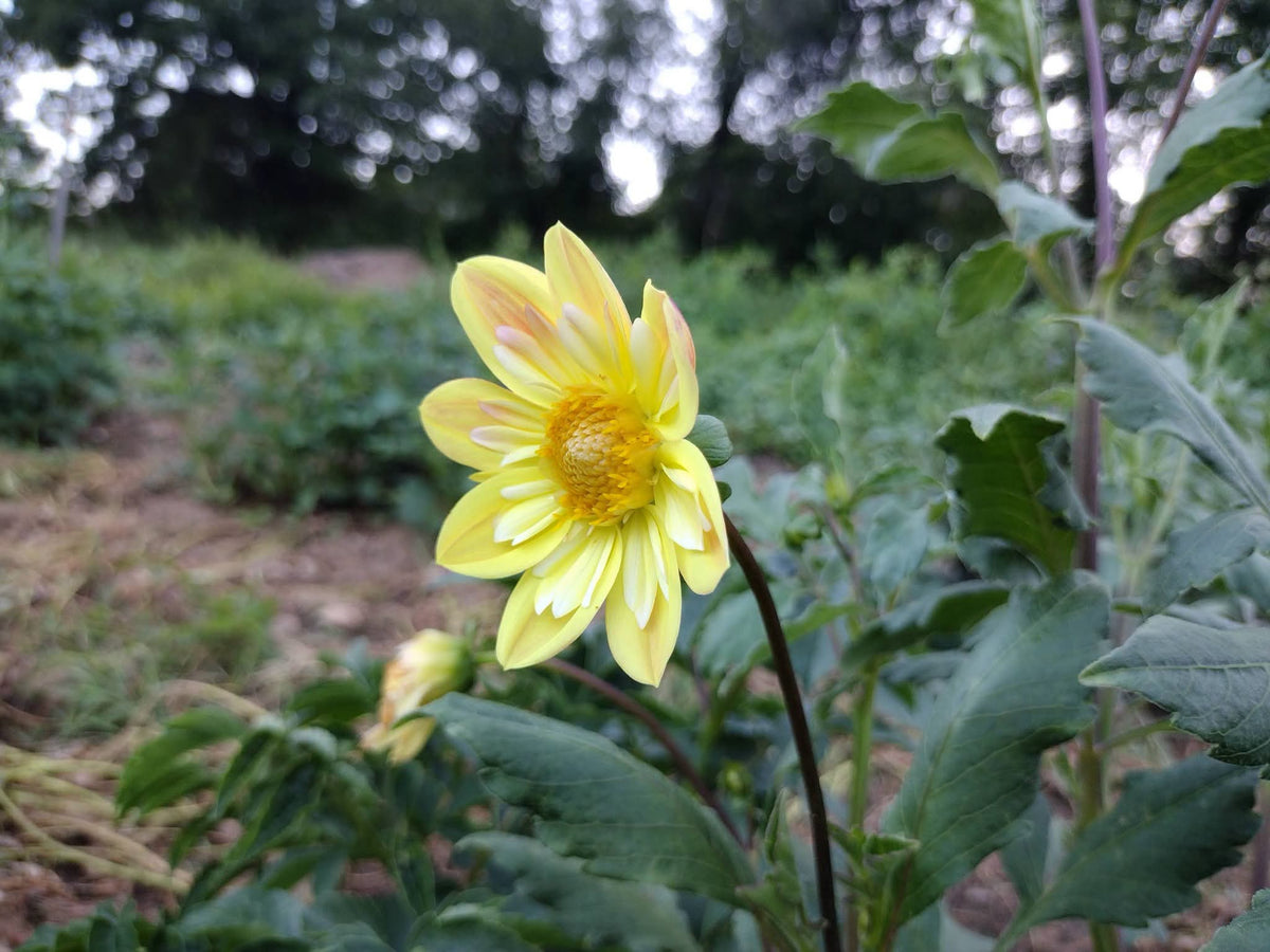 Kelsey Sunshine (limited stock)