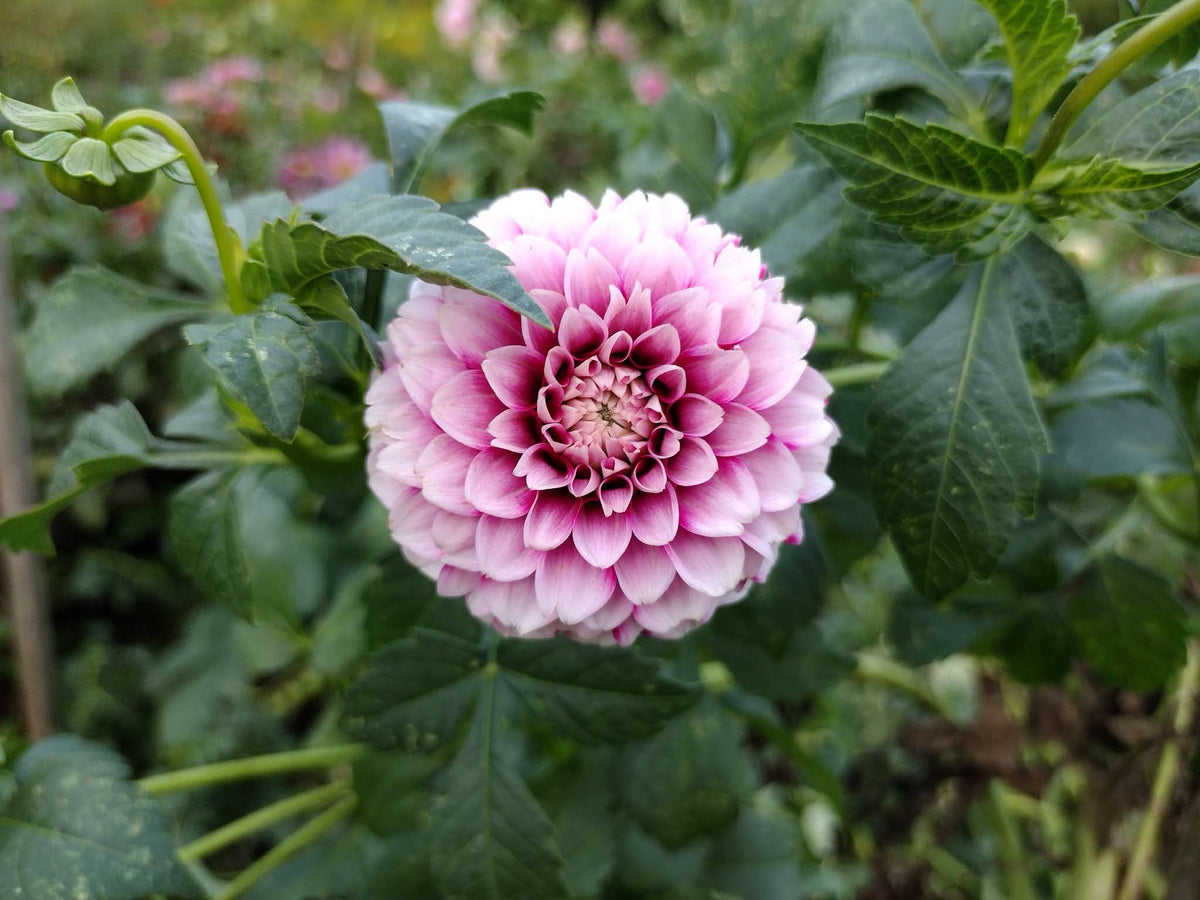 Bloomquist Fairytale (limited stock)