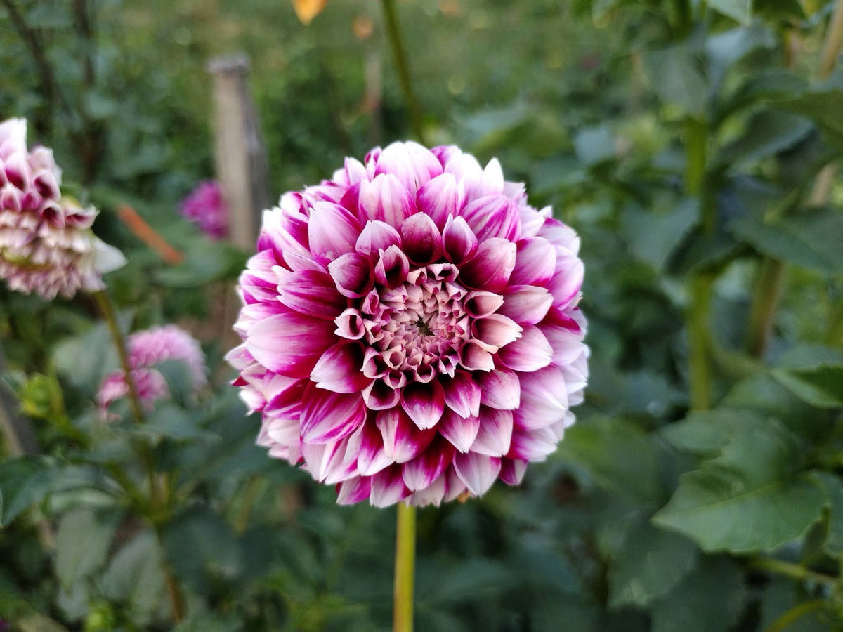 Bloomquist Fairytale (limited stock)