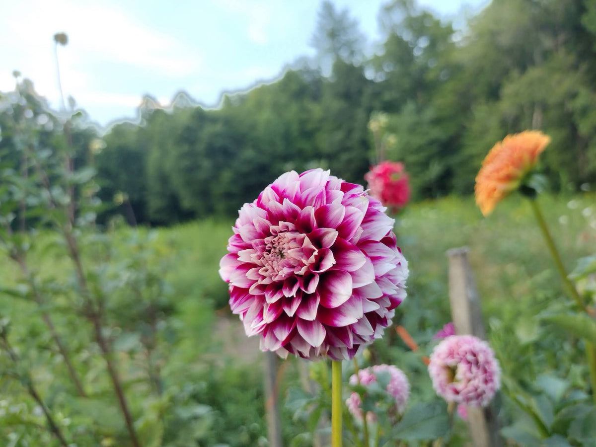 Bloomquist Fairytale (limited stock)