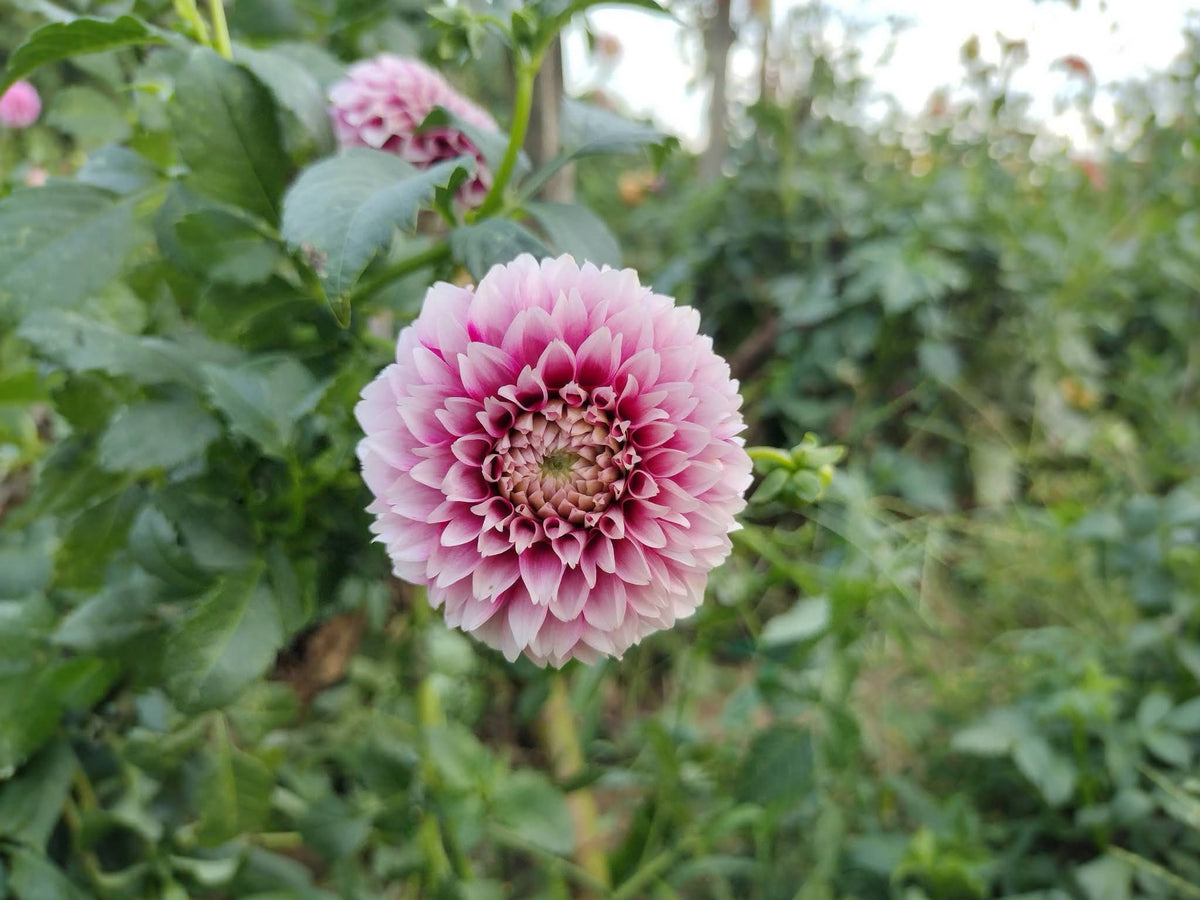 Bloomquist Fairytale (limited stock)