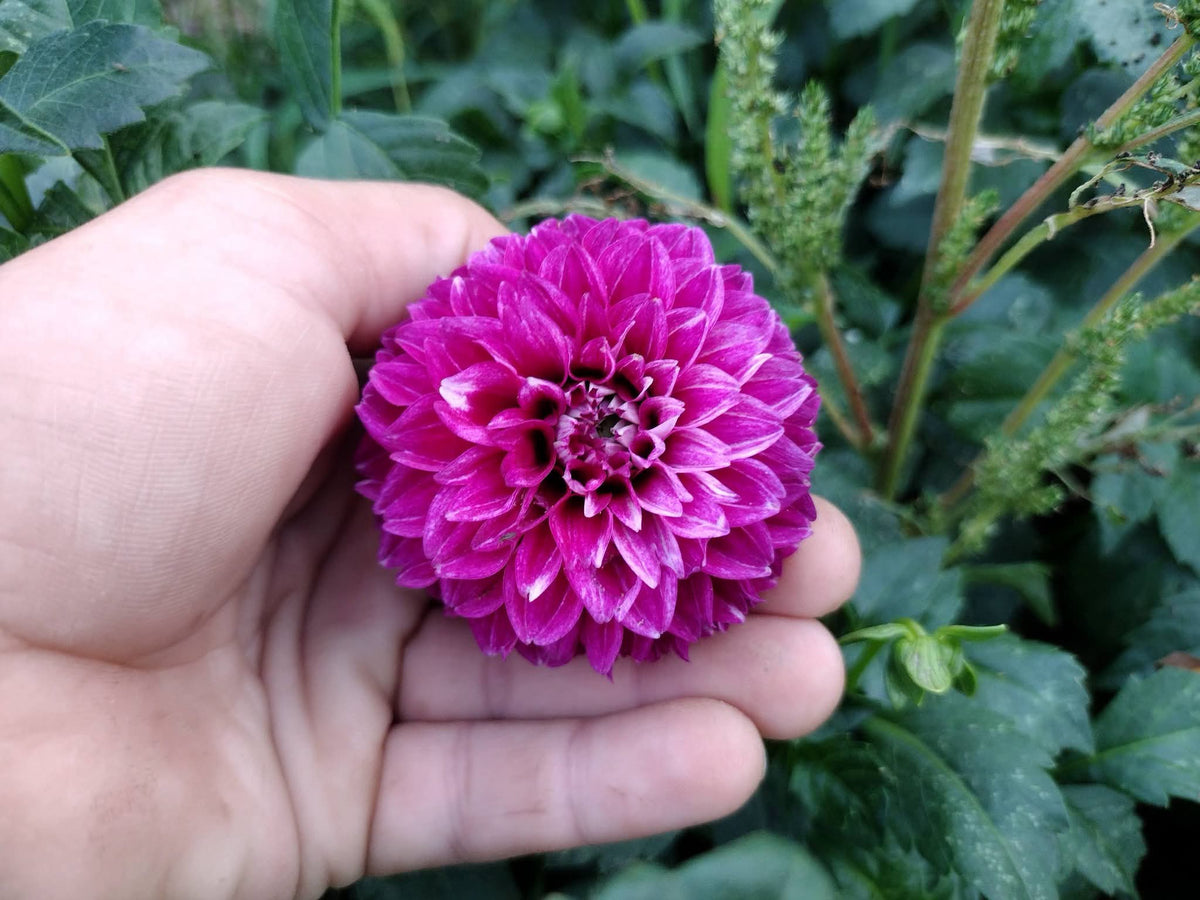 Bloomquist Fairytale (limited stock)