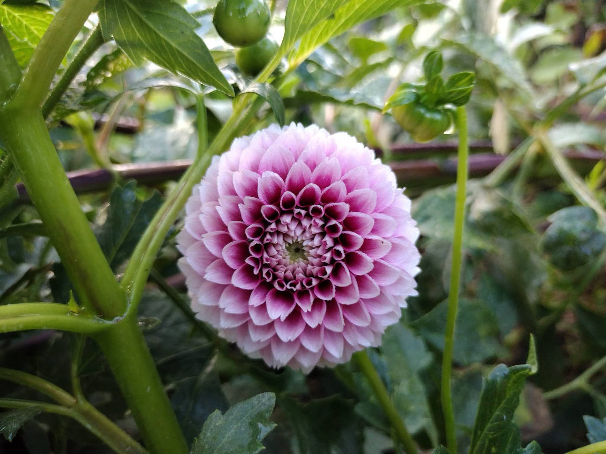 Bloomquist Fairytale (limited stock)