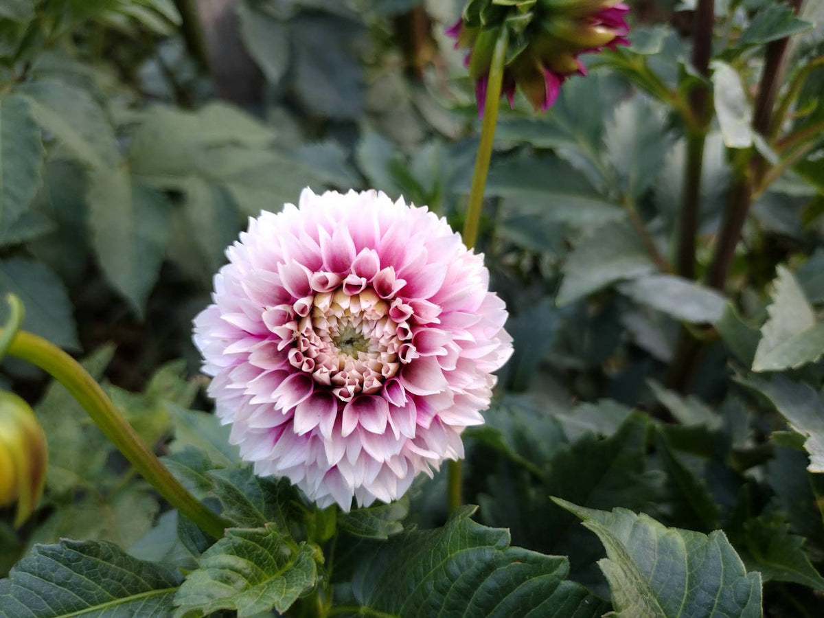 Bloomquist Fairytale (limited stock)