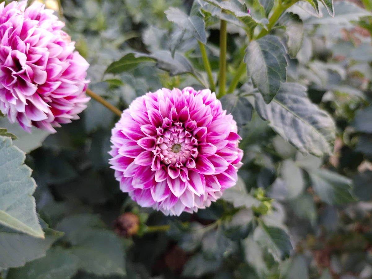 Bloomquist Fairytale (limited stock)