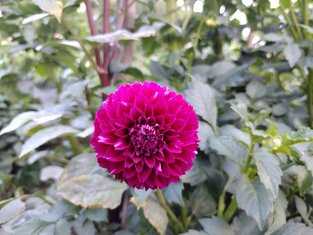 Bloomquist Fairytale (limited stock)