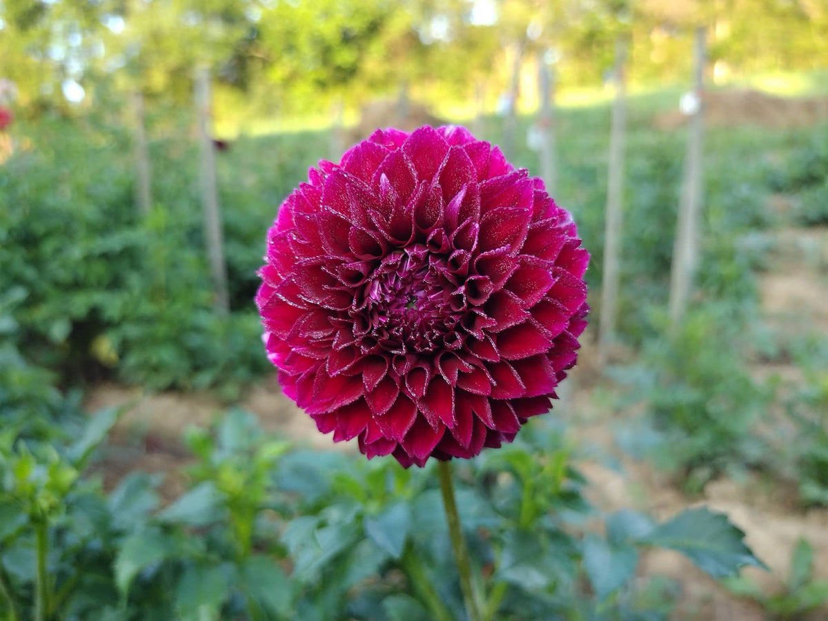 Bloomquist Fairytale (limited stock)