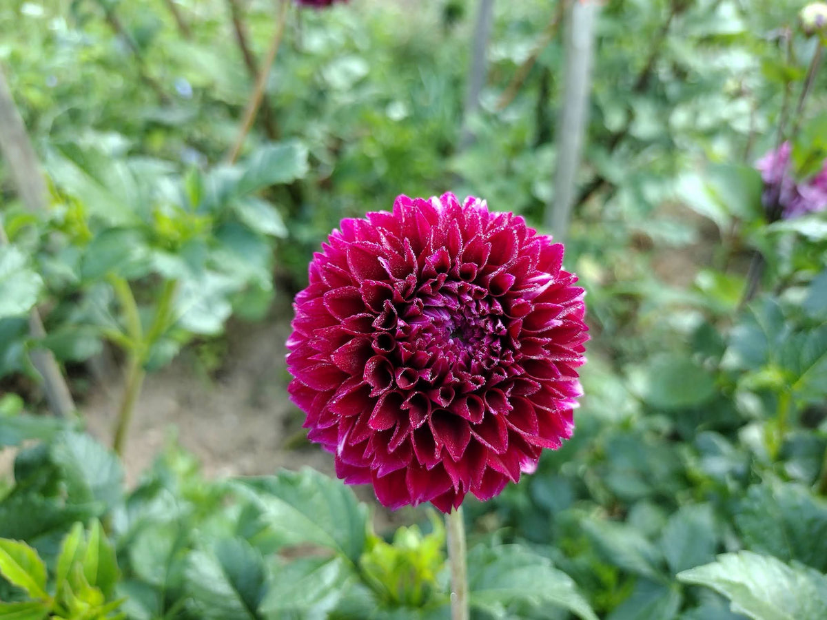Bloomquist Fairytale (limited stock)