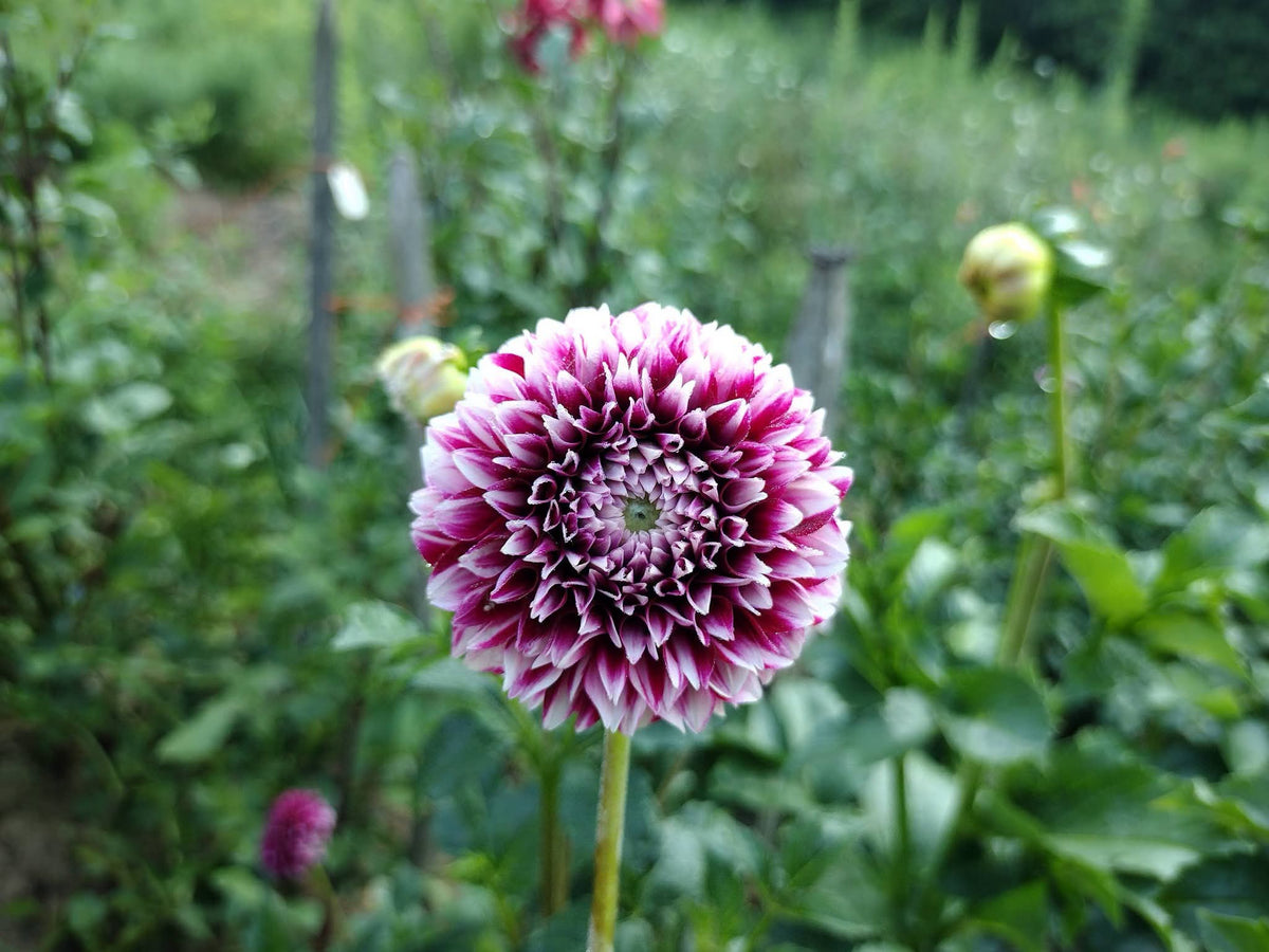 Bloomquist Fairytale (limited stock)
