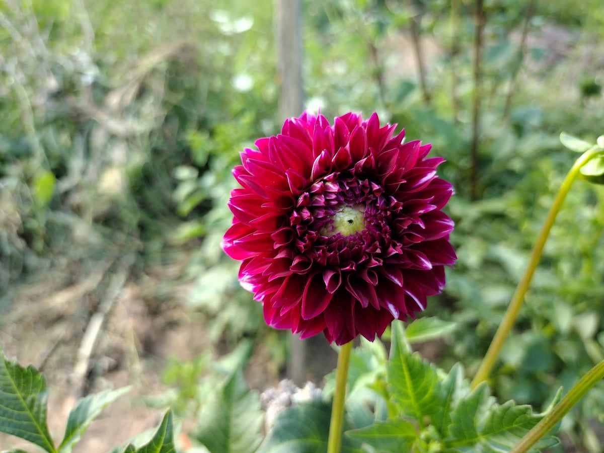 Bloomquist Fairytale (limited stock)