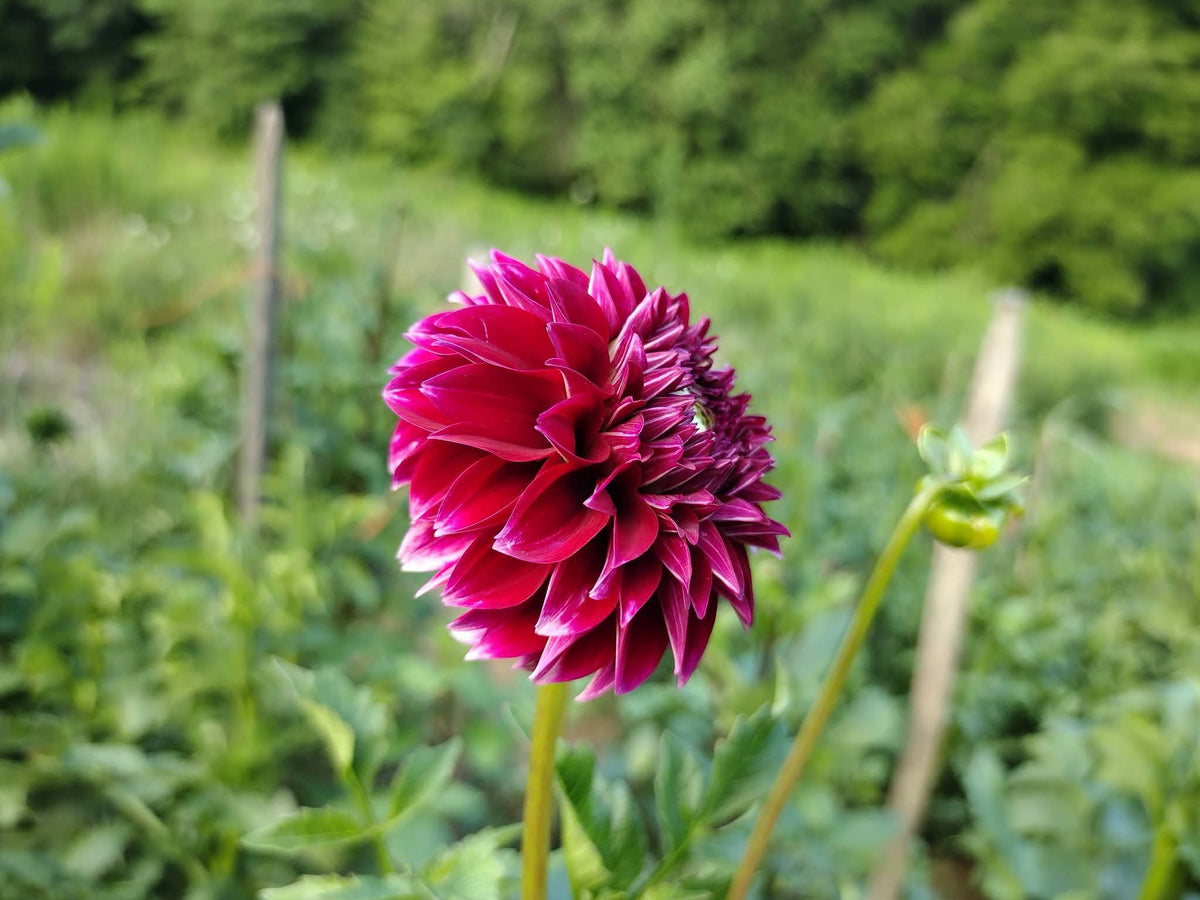 Bloomquist Fairytale (limited stock)