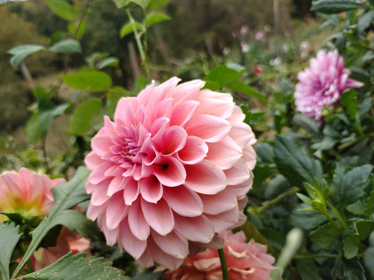 Lee's Muava Guava (limited stock)