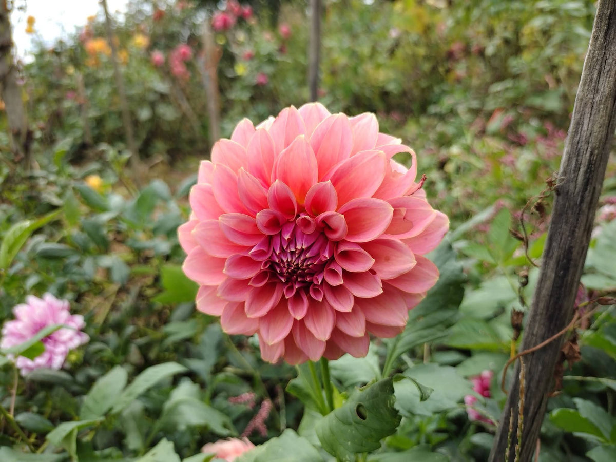 Lee's Muava Guava (limited stock)