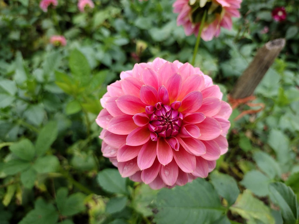 Lee's Muava Guava (limited stock)