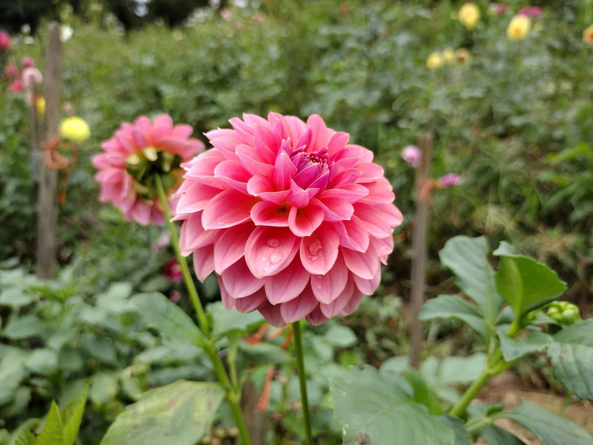 Lee's Muava Guava (limited stock)