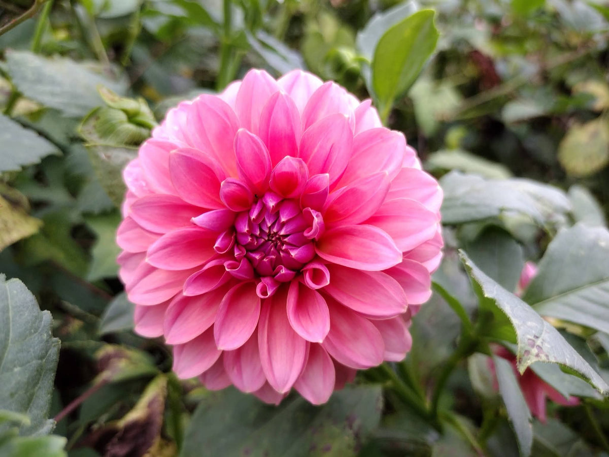 Lee's Muava Guava (limited stock)