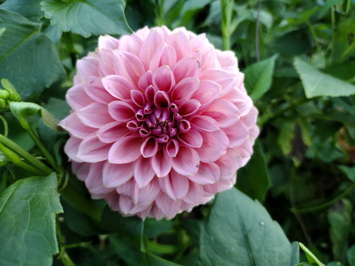 Lee's Muava Guava (limited stock)