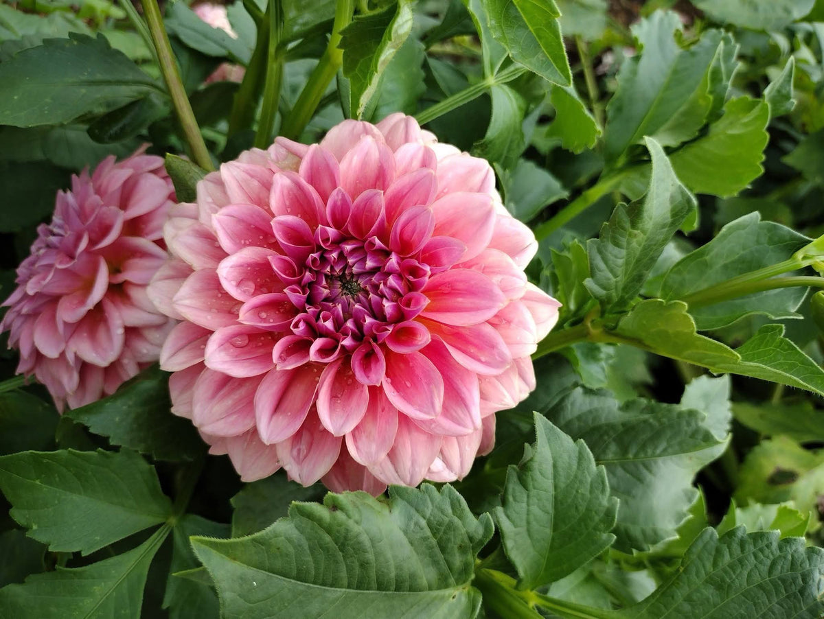 Lee's Muava Guava (limited stock)