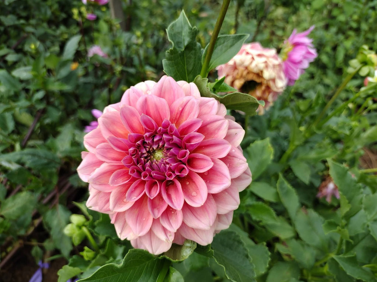 Lee's Muava Guava (limited stock)