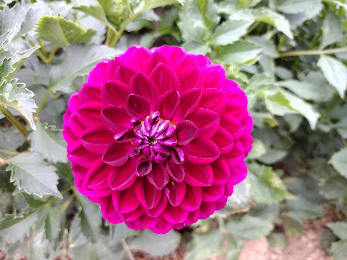 Sandia Bertha (limited stock)