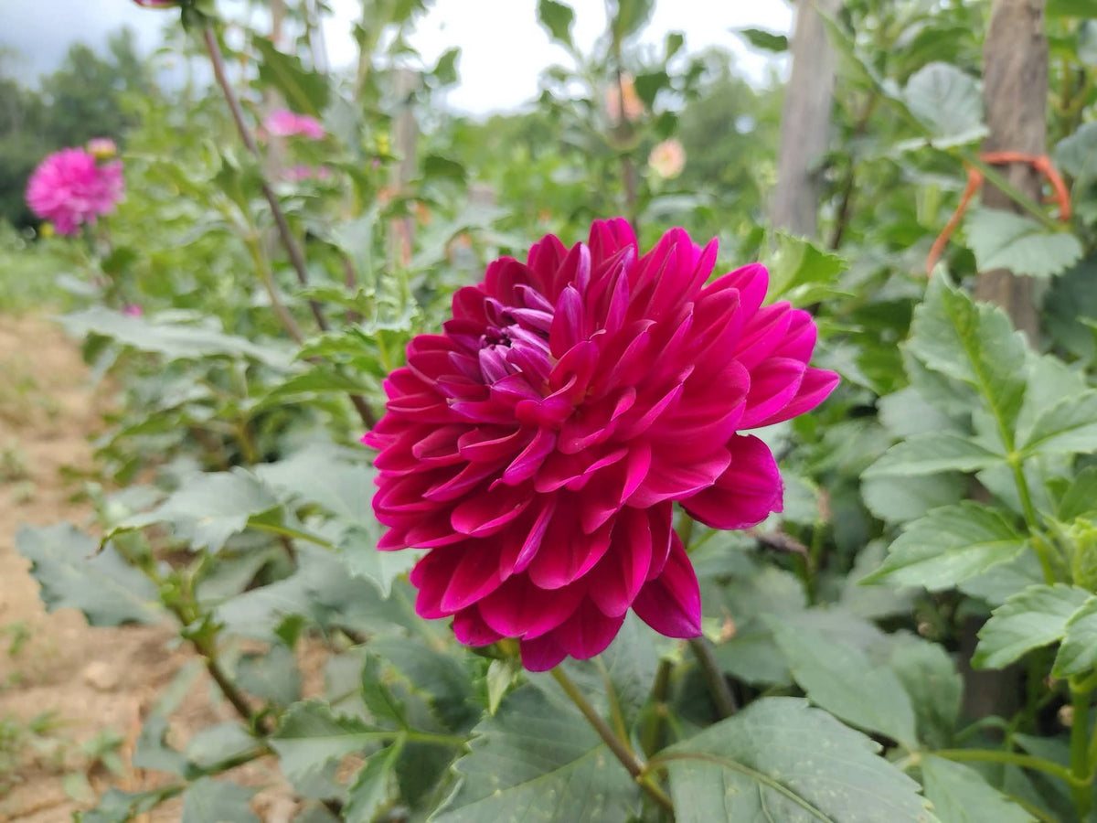 Sandia Bertha (limited stock)