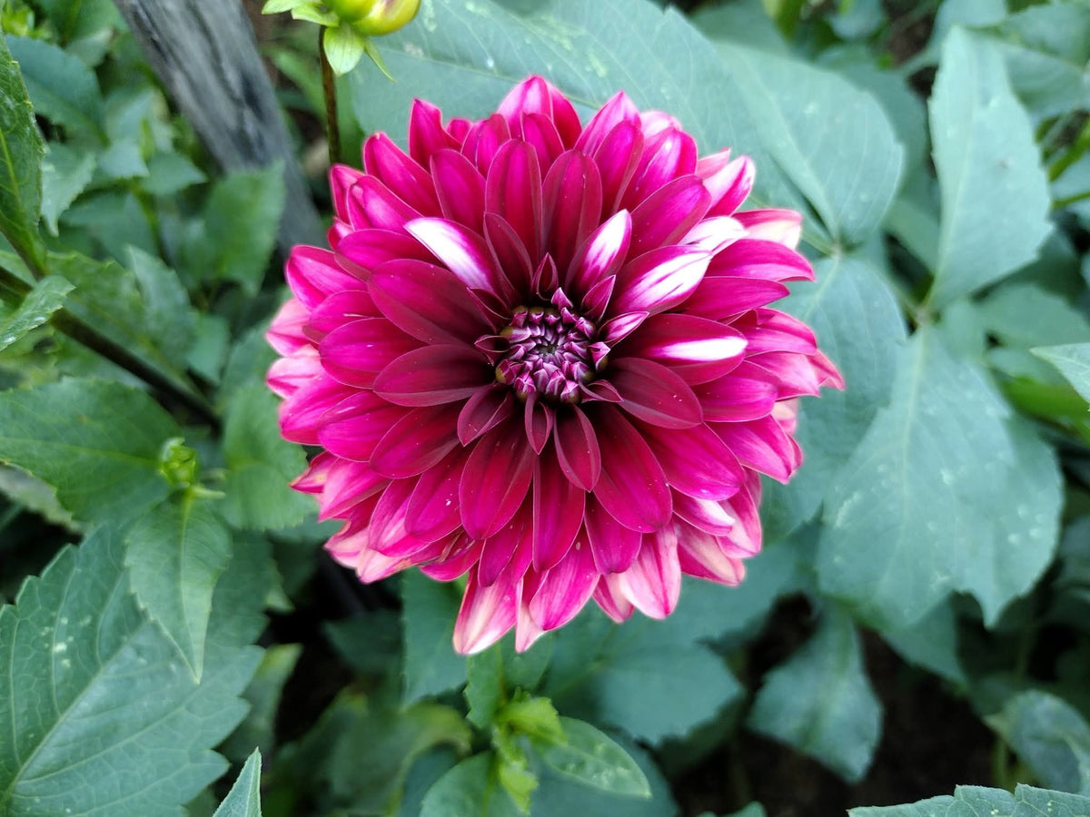 Irish Blackhart (limited stock)
