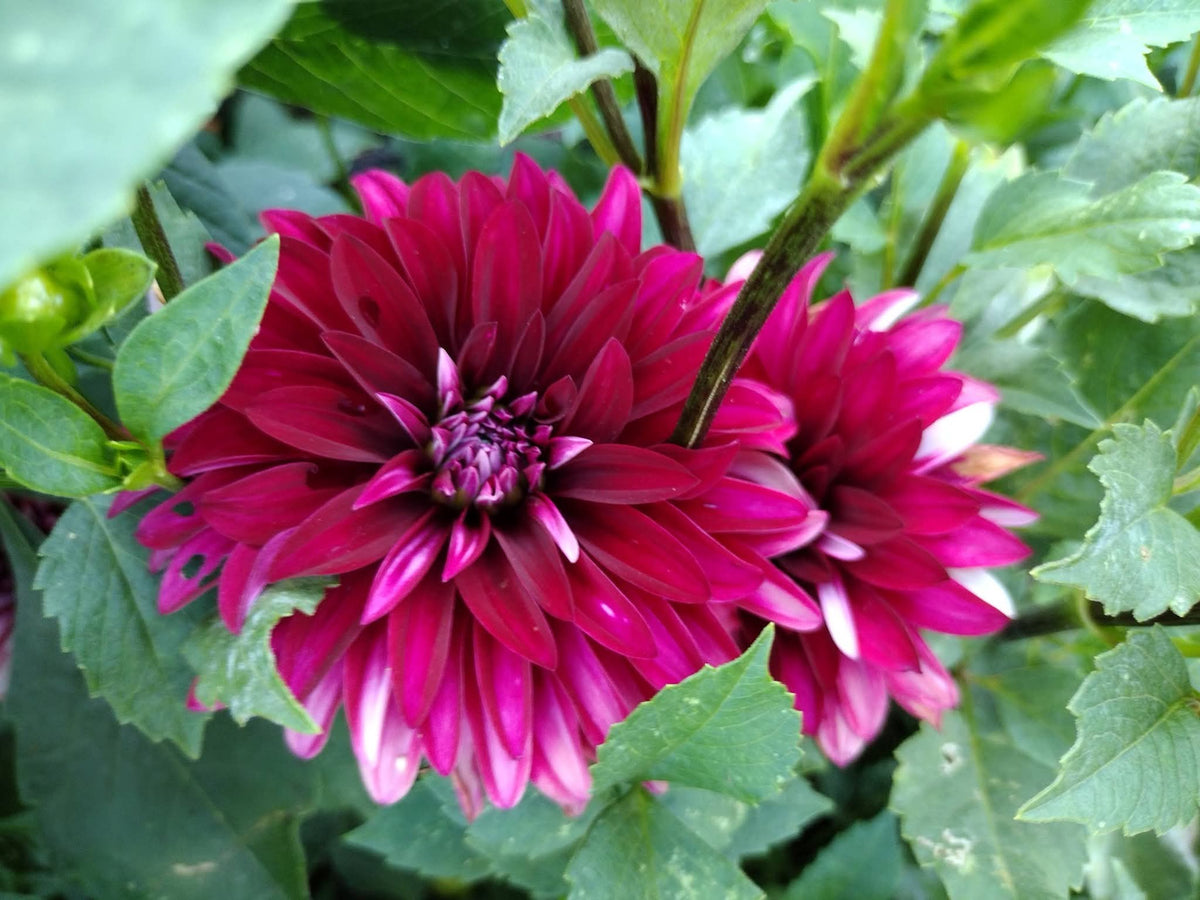 Irish Blackhart (limited stock)