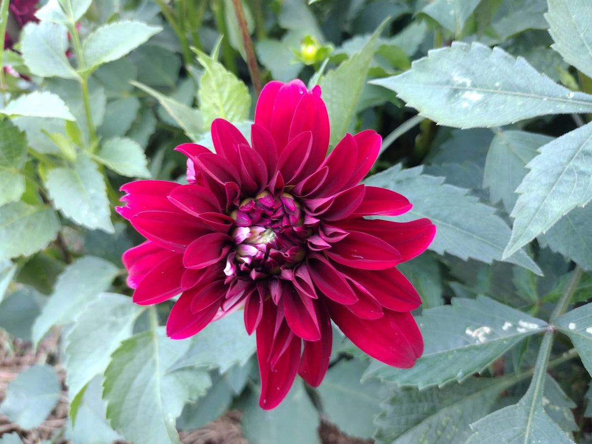 Irish Blackhart (limited stock)