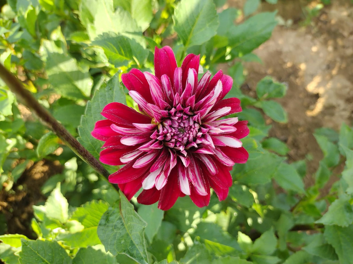Irish Blackhart (limited stock)