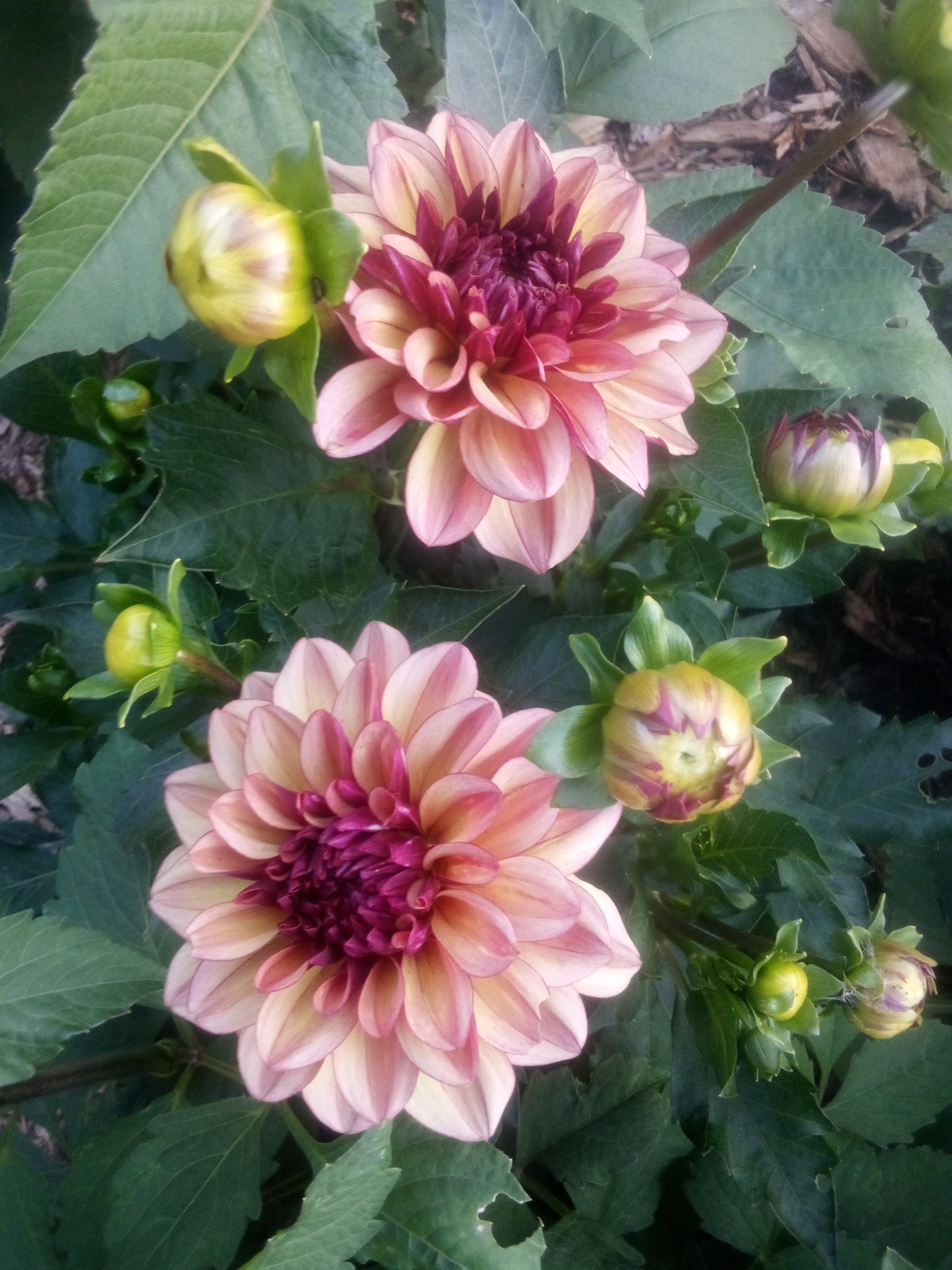 Creme De Cognac