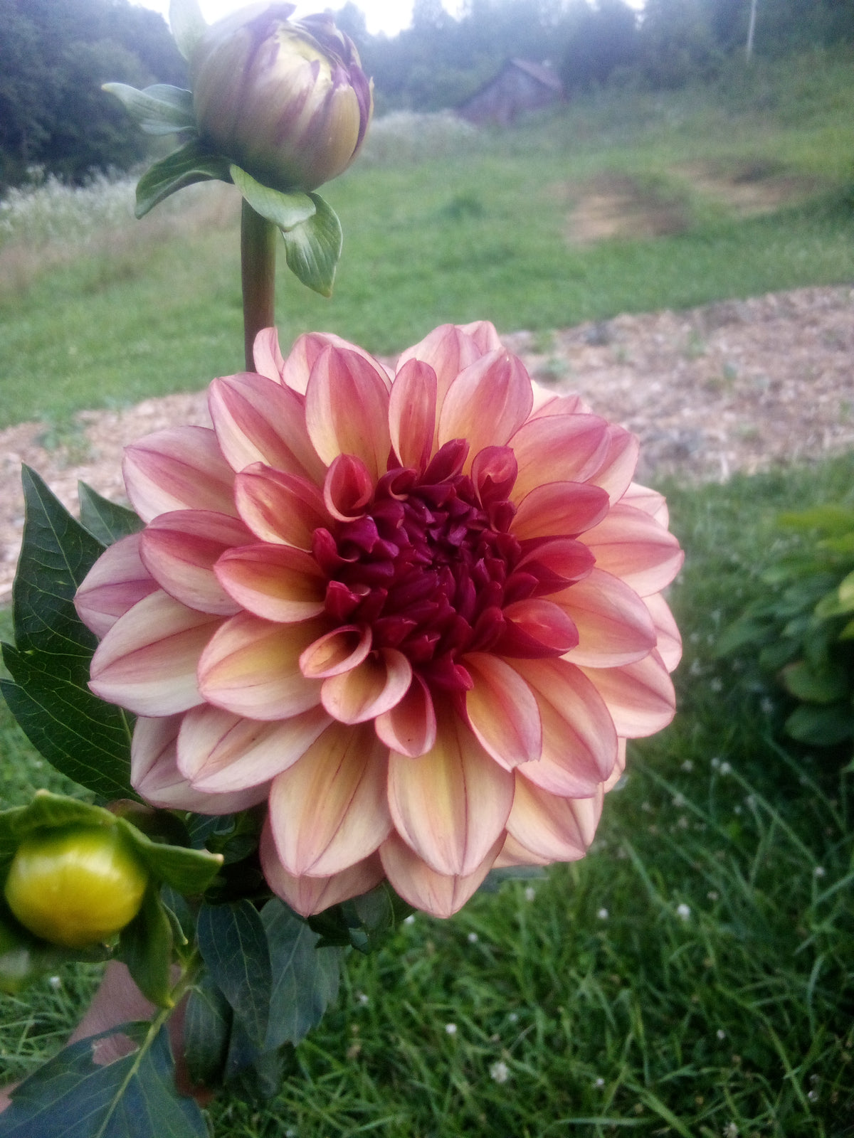 Creme De Cognac