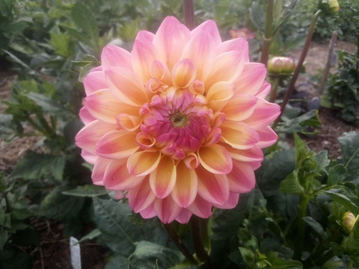 Princess Elizabeth (limited stock)