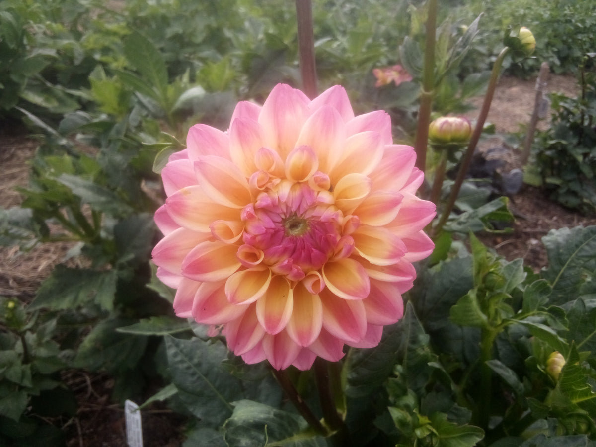 Princess Elizabeth (limited stock)