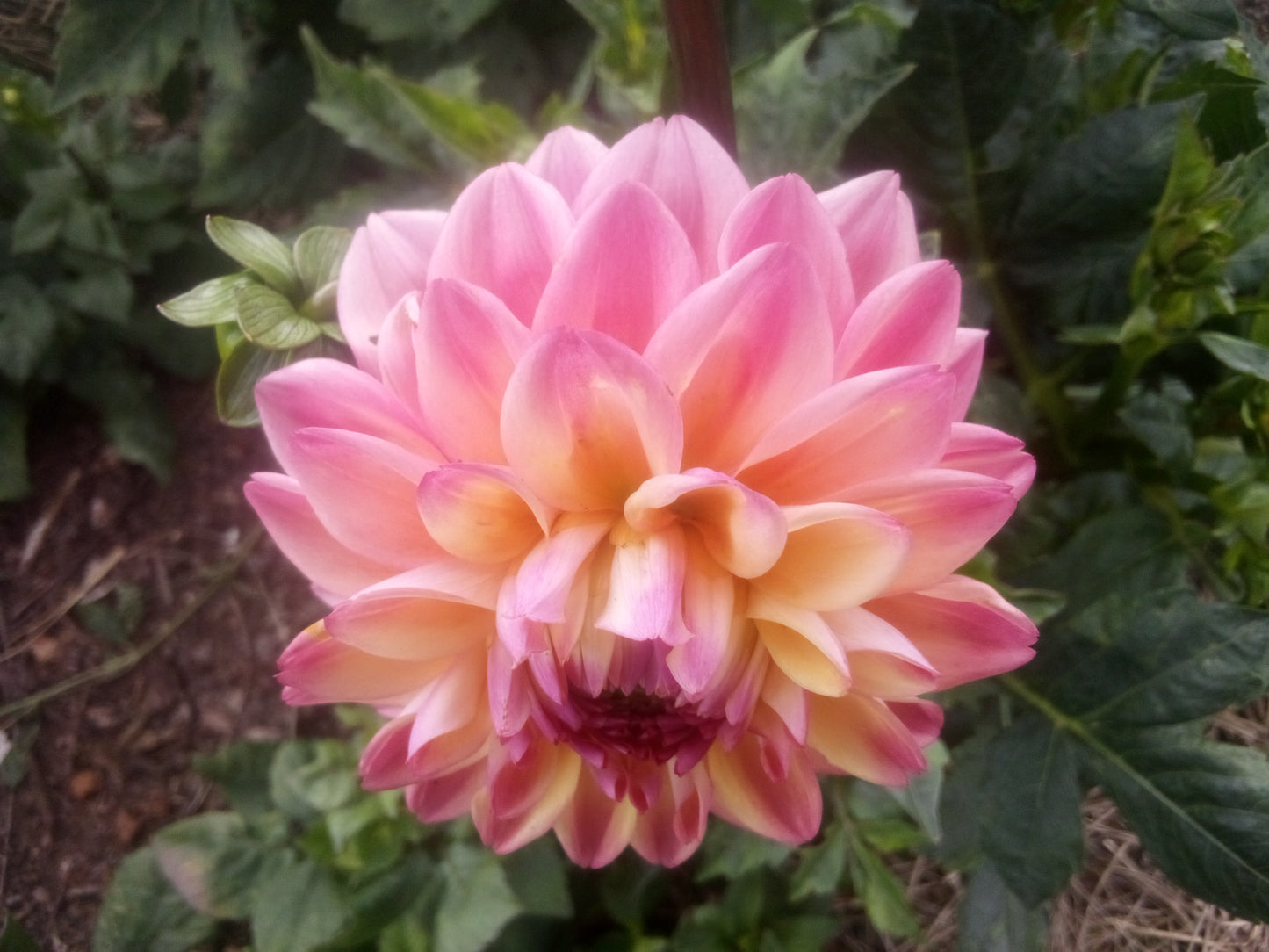 Princess Elizabeth (limited stock)