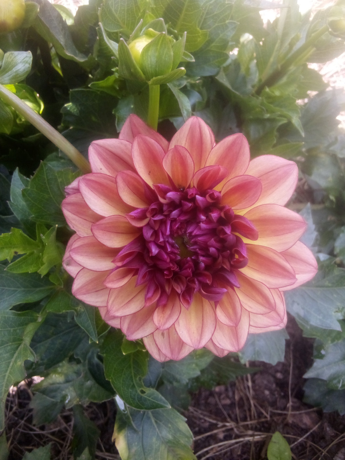 Creme De Cognac