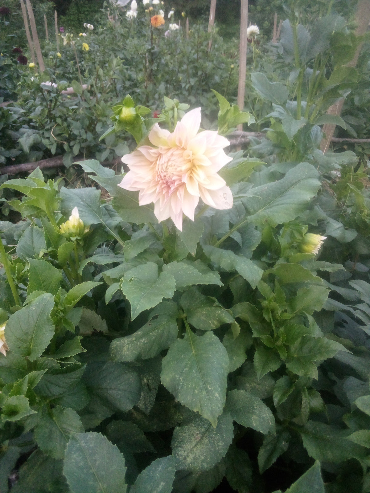 Cafe Au Lait (limited stock)