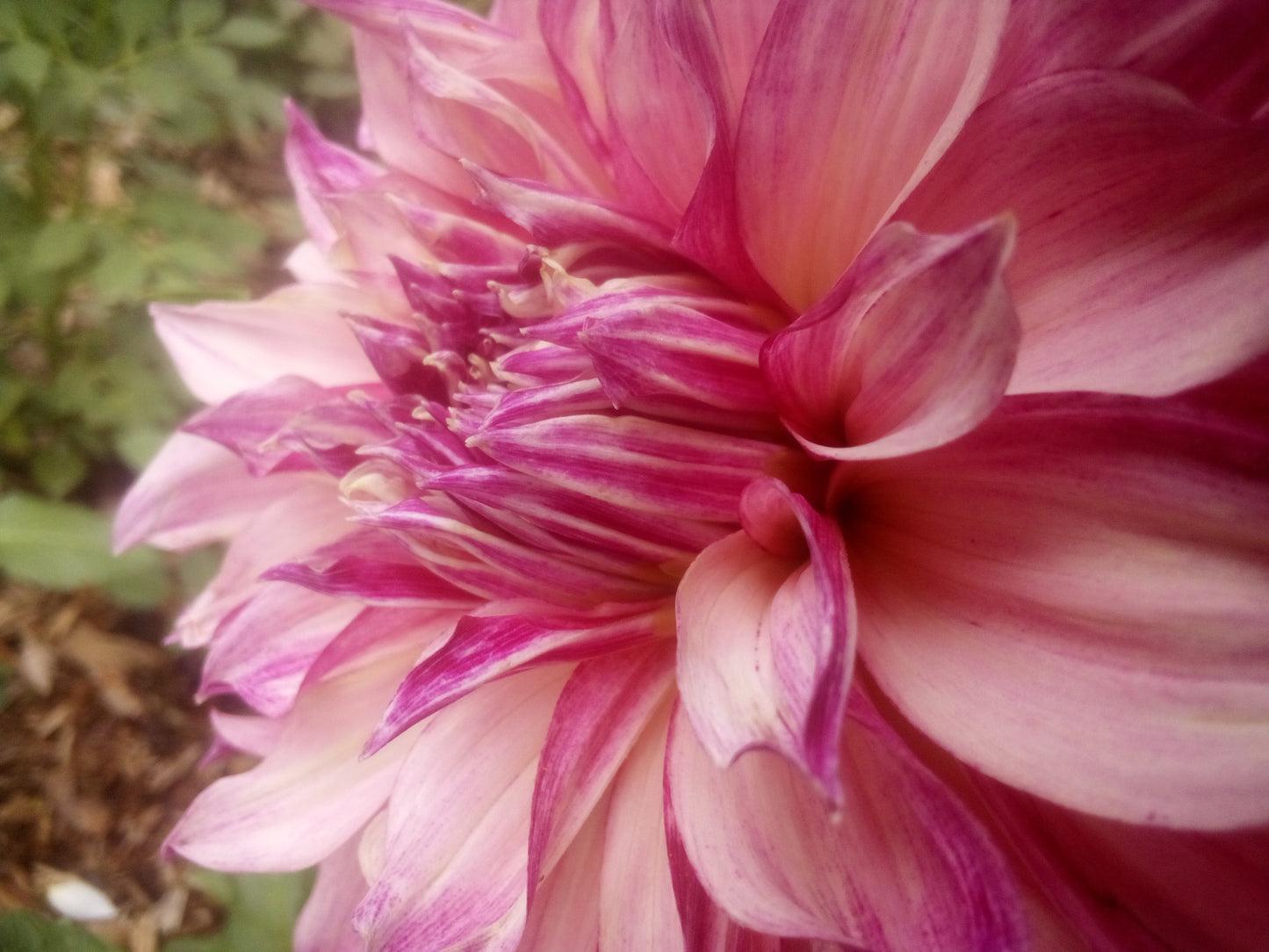 Cafe Au Lait Royale (limited stock)
